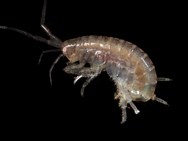 Melita palmata Sandhopper Amphipod Images