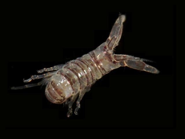 Monocorophium sextonae Corophium corophiidae corophiid amphipod images