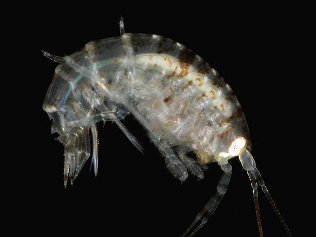 Nototropis swammerdamei Atylus Sandhopper Amphipod Images