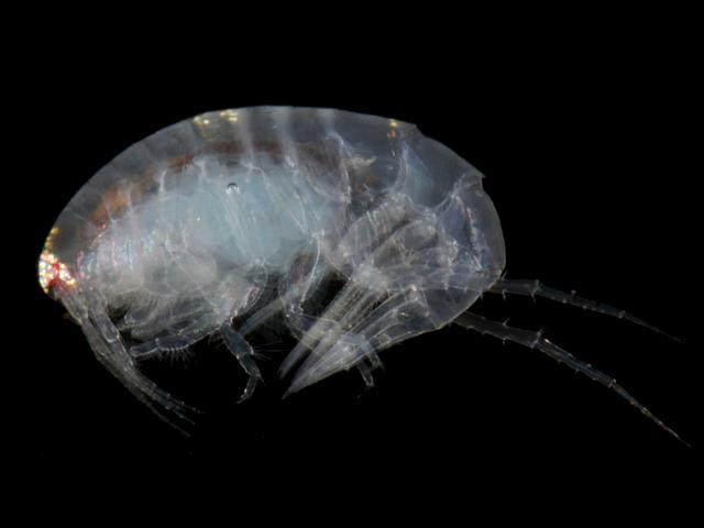 Perioculodes longimanus oedicerotidae oedicerotid amphipod images