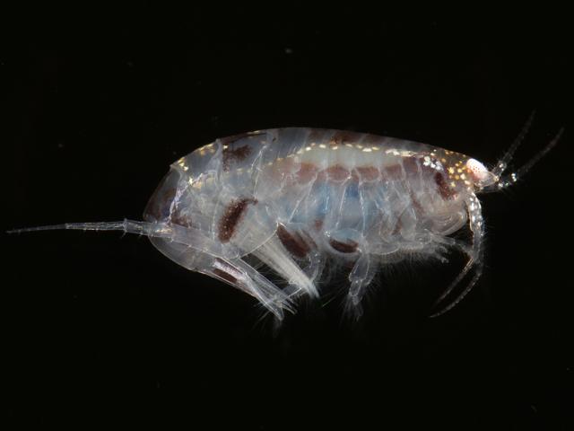 Pontocrates altamarinus oedicerotidae oedicerotid amphipod images