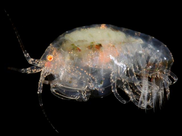 Stenothoe sp male polyp flea amphipod images
