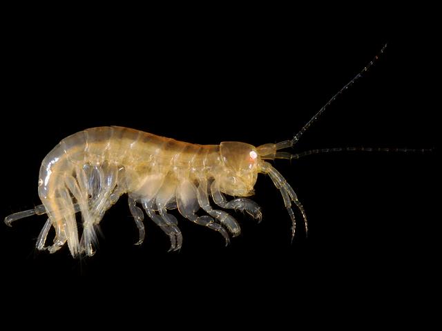 Sunamphitoe pelagica ampithoidae ampithoid amphipod amphipod Sandhopper Amphipod Images
