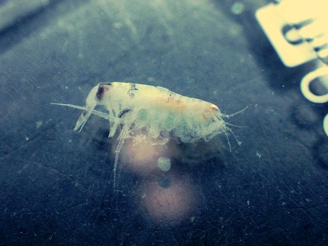 Synchelidium maculatum oedicerotidae oedicerotid amphipod images