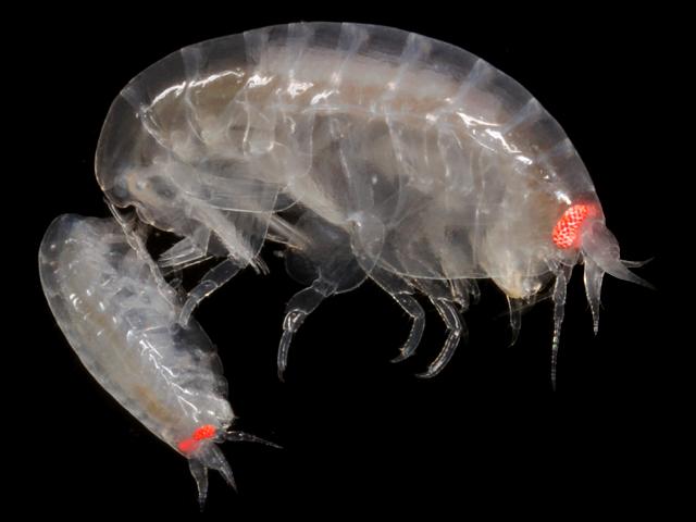 Tryphosa nana syn Orchomenella nana and Orchomene nana tryphosidae tryphosid amphipod images