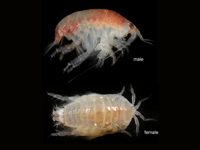 Urothoe poseidonis urothoidae urothoid amphipod images