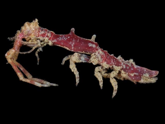 Astacilla danmoniensis Isopod Marine Animal Resembling Woodlouse Isopoda Images