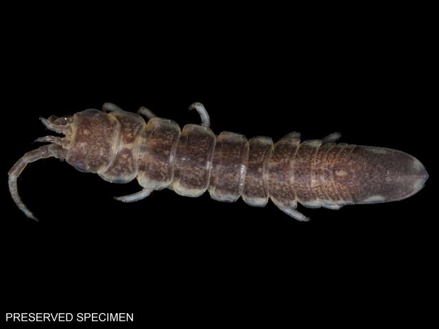 Idotea chelipes Marine Animal Resembling Woodlouse Isopoda Images