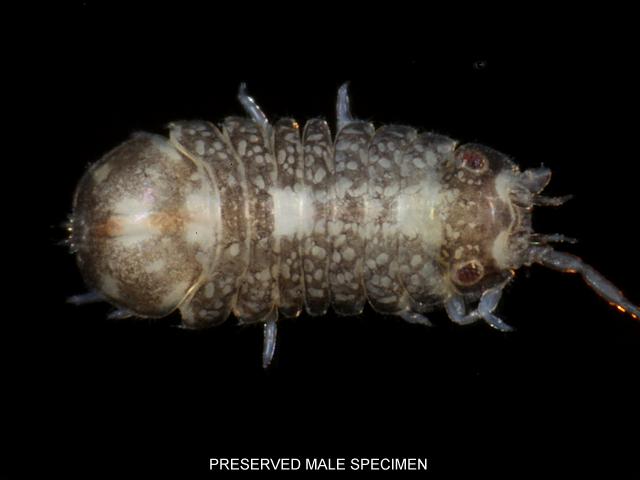 Jaera Jaera praehirsuta janiridae Marine Animal Resembling Woodlouse Isopoda Images