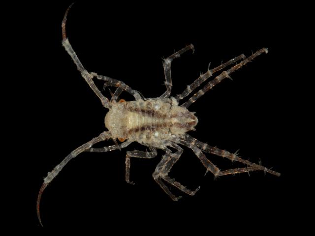 Munna kroyeri munnid isopod isopoda images