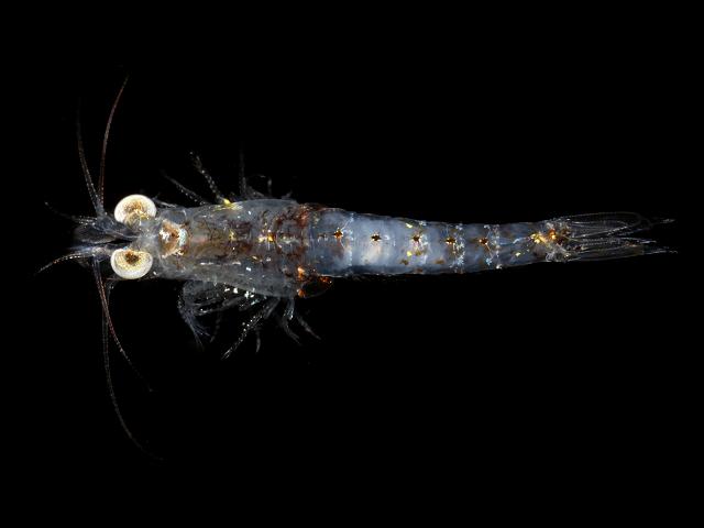 Paramysis species Penzance Opossum Mysid Shrimp Mysida Images