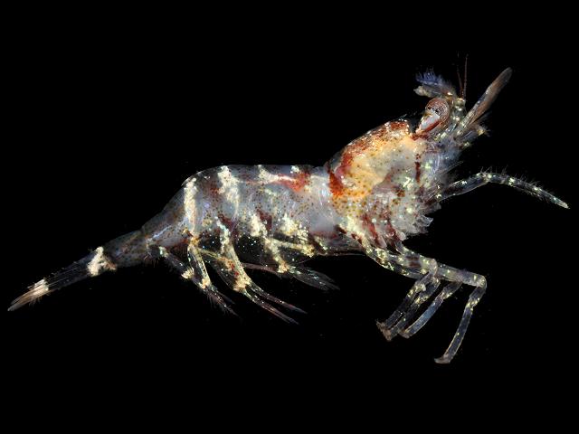 Eualus occultus Prawn and Shrimp Natantia Images