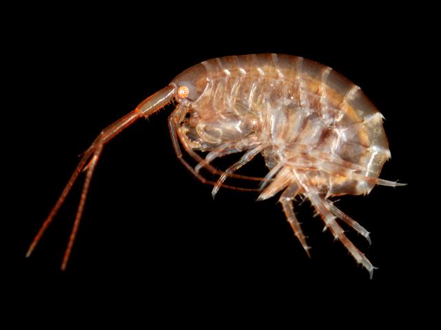 Abludomelita gladiosa melitidae melitid amphipod images