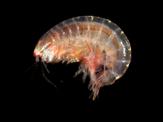 Ampelisca tenuicornis ampeliscidae ampeliscid amphipod images