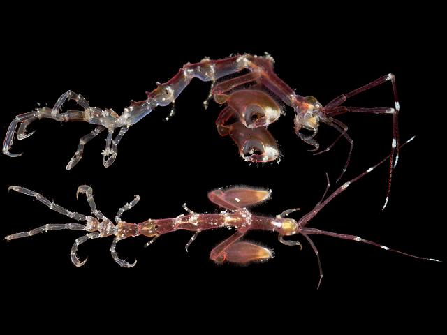 Caprella acanthifera complex caprellid caprellidae skeleton shrimp amphipod images