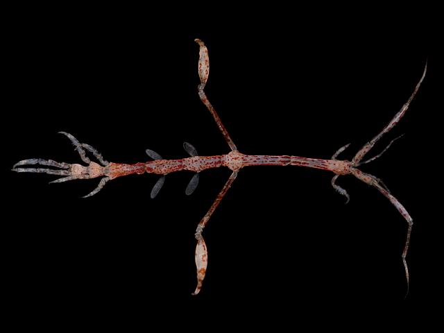 Caprella scaura skeleton shrimp caprellid caprellidae amphipod images