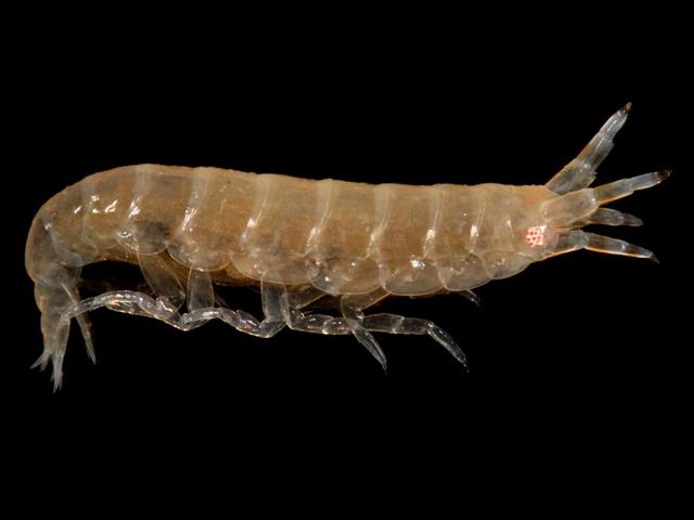 Colomastix pusilla colomastigidae colomastigid amphipod images