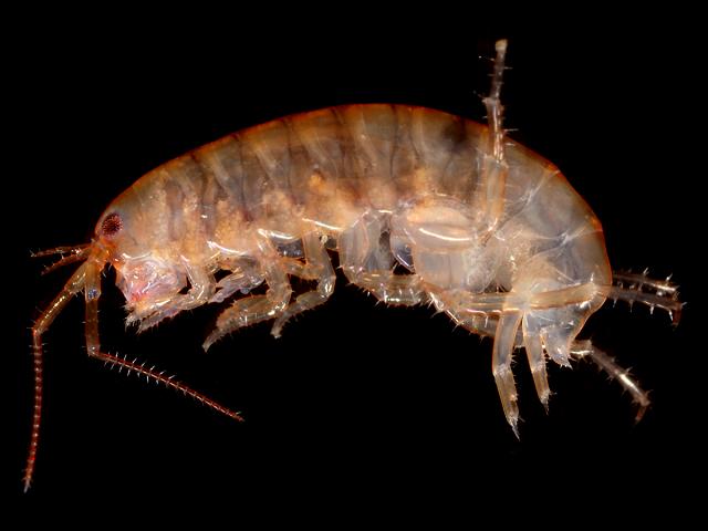 Cryptorchestia garbinii cavimana orchestia non native species amphipod images