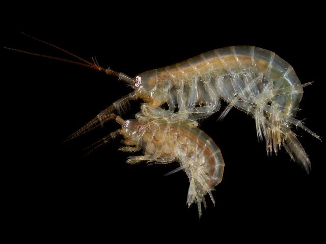 Gammarus chevreuxi Sandhopper Amphipod Images