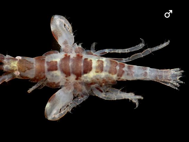 Jassa marmorata ischyroceridae ischyrocerid amphipod images