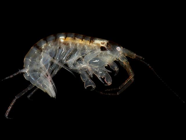 Microdeutopus chelifer aoroid aoroidae amphipod images