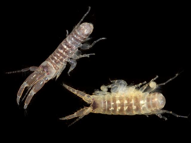 Monocorophium insidiosum Corophium corophiidae corophiid amphipod images
