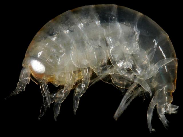 Perrierella audouiniana aristiidae aristiid amphipod images