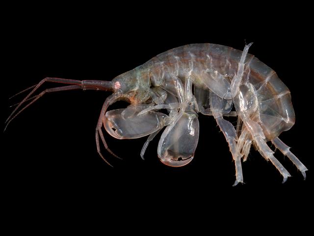 Quadrimaera species not Quadrimaera inaequipes maeridae maerid amphipod images uk