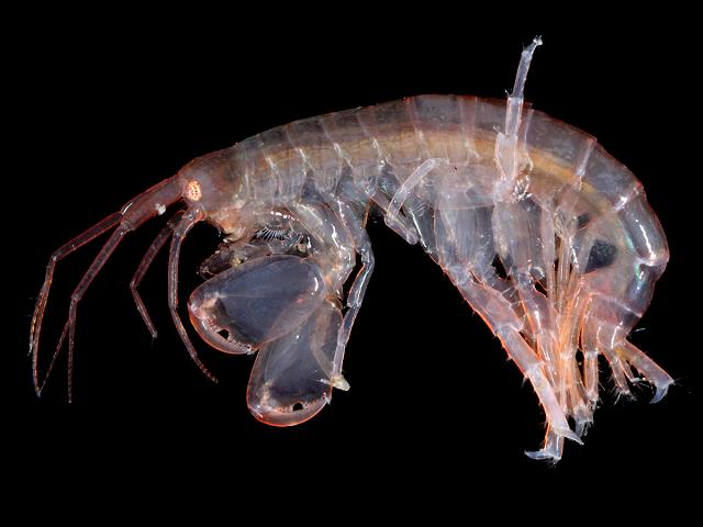 Quadrimaera species not Quadrimaera inaequipes maeridae maerid amphipod images