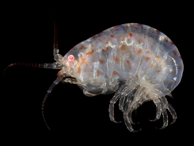 Stenothoe sp on bryozoan Amathia amphipod images