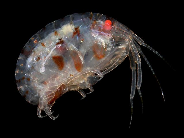 Stenothoe valida False polyp flea stenothoidae stenothoid amphipod amphipod images