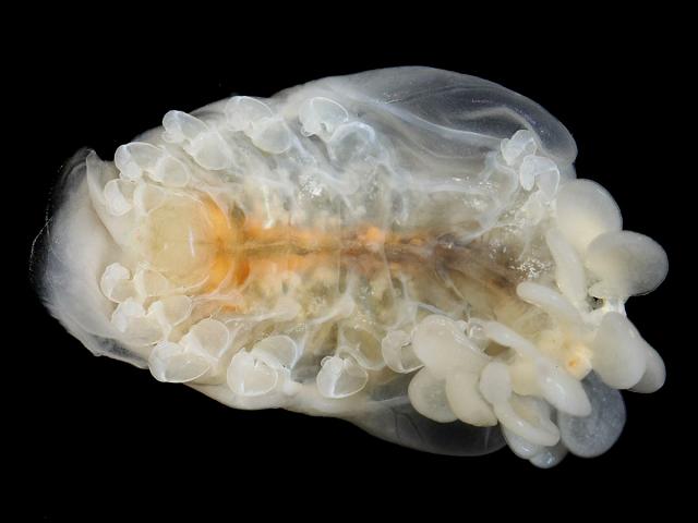 Athelges paguri parasitic bopyrid isopod of hermit crabs isopoda images
