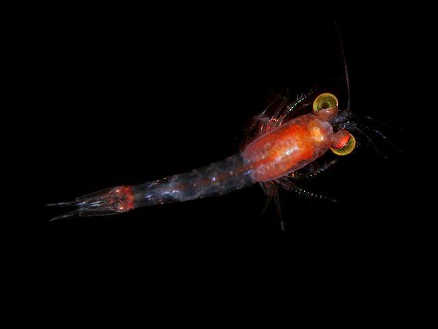 Hemimysis lamornae opossum mysid shrimp mysida images