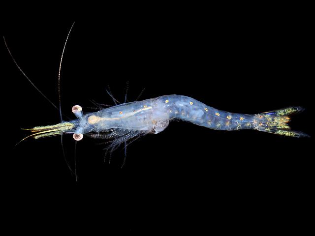 Praunus flexuosus Chameleon opossum Shrimp Mysida Images