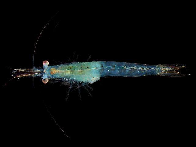 Praunus flexuosus Chameleon opossum Shrimp Mysida Images