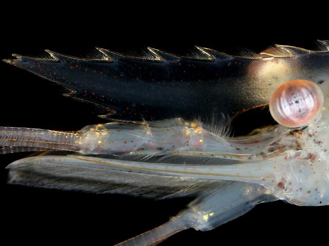 Palaemon longirostris Estuarine prawn Natantia Images