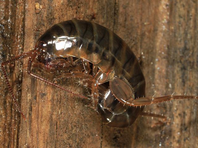 Arcitalitrus dorrieni Woodhopper Amphipod Images