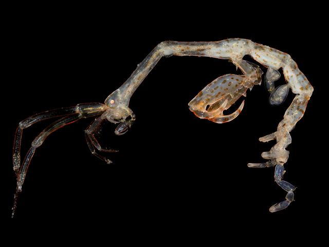 Caprella equilibra syn aequilibra caprellid caprellidae skeleton shrimp amphipod images