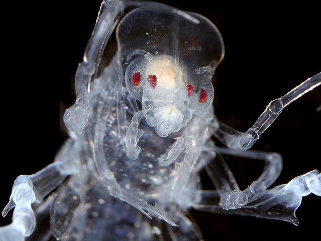 Phronima sedentaria Monster in a Barrel Pram Bug Alien film movie phronimidae phronimid amphipod images