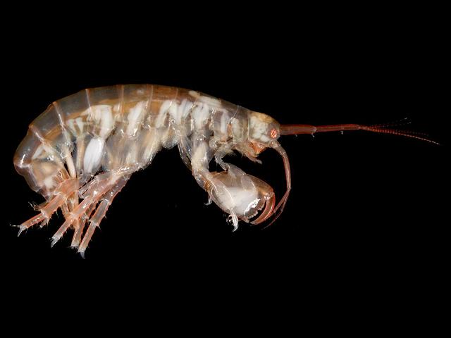 Quadrimaera species not Quadrimaera inaequipes maeridae maerid amphipod images