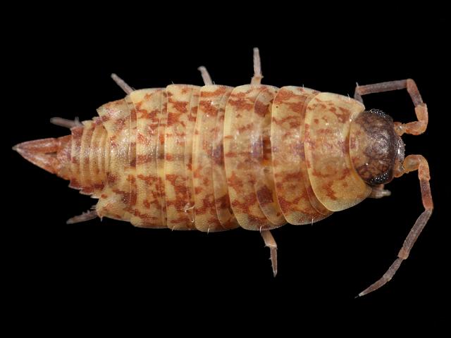 Porcellionides cingendus porcellionid woodlouse isopoda images