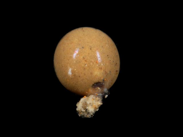 Gromia species possibly Gromia oviformis Cercozoa images