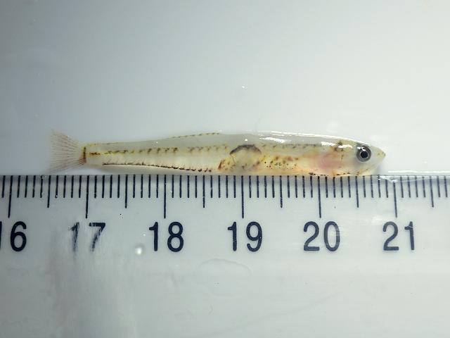 Aphia minuta Transparent goby shallow water Rockpool Fish Images