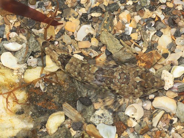 Callionymus lyra Common dragonet Rockpool Fish Images