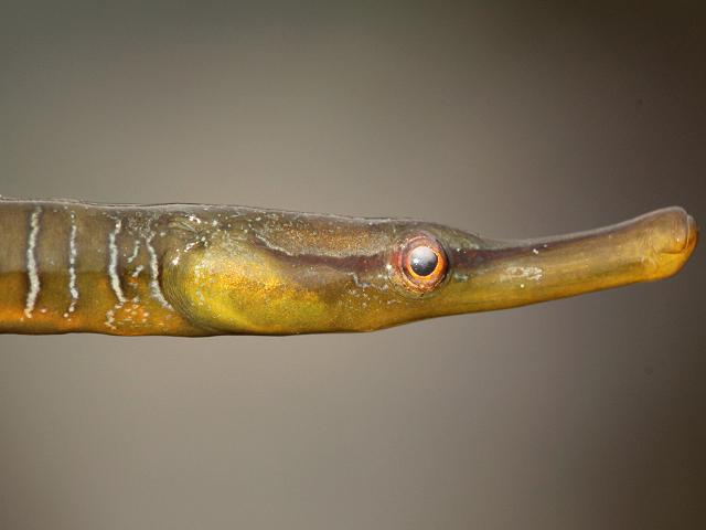 Entelurus aequoreus Snake Pipefish Rockpool Fish Images