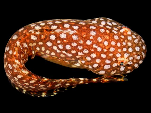 Liparis montagui Montagus Sea Snail Sucker Rockpool Fish Images