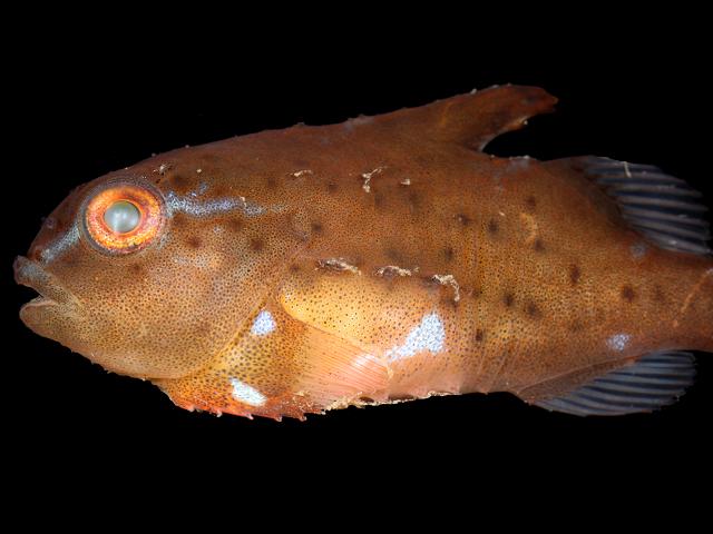 Cyclopterus lumpus Lumpsucker Lumpfish Rockpool Fish Images