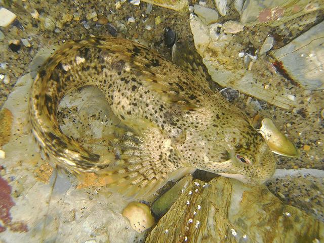 Lipophrys pholis Smooth Blenny Shanny Rockpool Fish Images