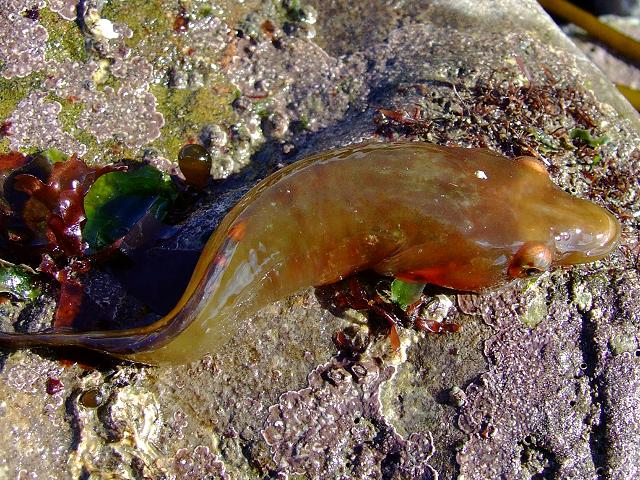 Lepadogaster candolii Connemarra clingfish Rockpool Fish Images