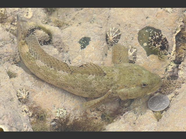Gobius cobitis Giant Goby Rockpool Fish Images
